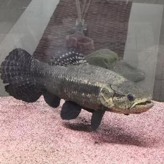 ブラックタライロン