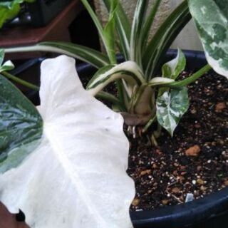 アロカシアオドラバリエガータ(クワズイモ斑入り)