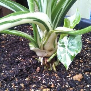 アロカシアオドラバリエガータ(クワズイモ斑入り)