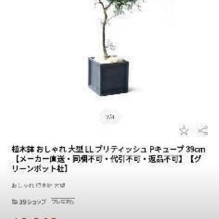 代々木付近受渡し）LLブリティッシュPキューブ 39cm、プランター店舗鉢