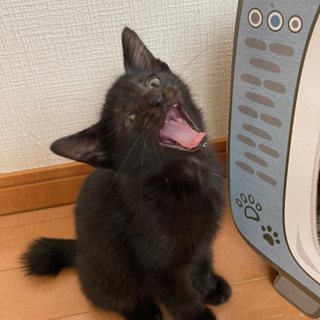 【受付停止中】生後2.3ヶ月の黒猫♂里親さん募集 − 茨城県