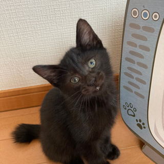 【受付停止中】生後2.3ヶ月の黒猫♂里親さん募集 - 猫
