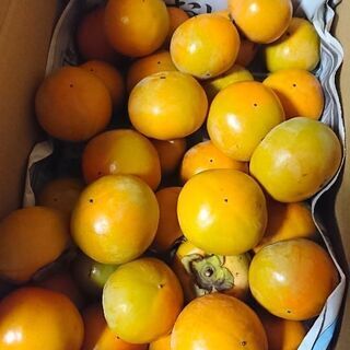 奈良の柿(甘いです)5キロ