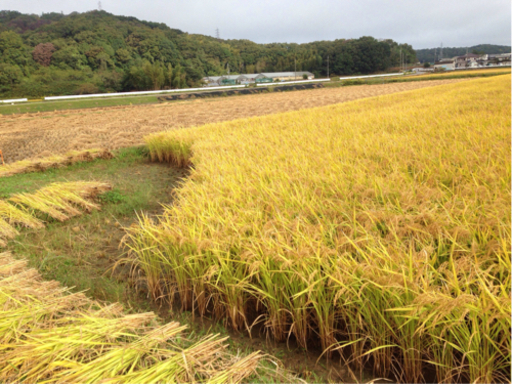 令和3年産　新米ヒノヒカリ　30キロ
