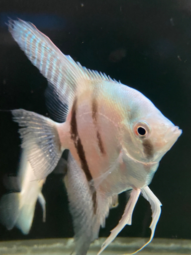 熱帯魚ブルーエンゼルフィッシュ マーブルエンゼルフィッシュ3匹セット Mio ｈase 後閑のその他の中古あげます 譲ります ジモティーで不用品の処分