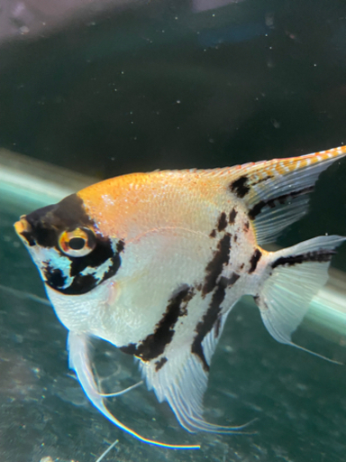 熱帯魚ブルーエンゼルフィッシュ マーブルエンゼルフィッシュ3匹セット Mio ｈase 後閑のその他の中古あげます 譲ります ジモティーで不用品の処分