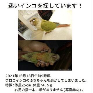 迷子のウロコインコを探しています − 京都府