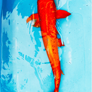 福岡県の中古錦鯉が無料 格安で買える ジモティー