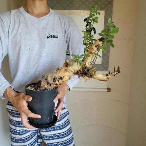 コミフォラ　ボスウェリア　塊根植物各種