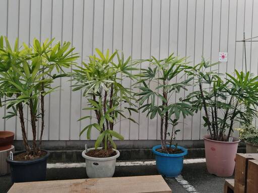 観音竹　1メートルクラス　残2鉢に