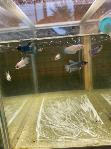 ベタ稚魚熱帯魚 Mio hase 上牧のその他の中古あげます 譲ります ジモティーで不用品の処分 ベタ稚魚熱帯魚 Mio hase 上牧のその他の中古あげます 譲ります ジモティーで不用品の処分
