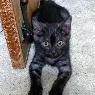 【里親さん決定致しました!】ブラックスモークの子猫ちゃん
