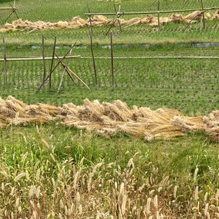 無農薬米の稲藁