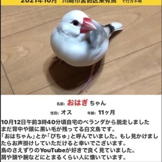 白文鳥を探しています。背中がグレーで頭の後ろには黒くて丸いブチが...