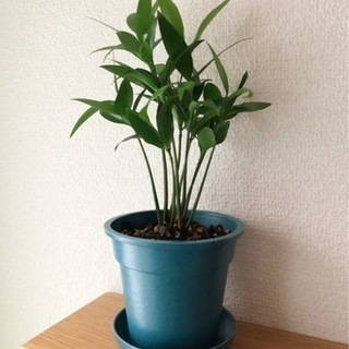 観葉植物　ナギ①　28cm　ブルーカラーの3.5号の鉢と受け皿付き