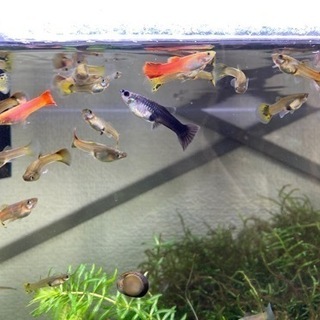 中古ミックスグッピーが無料 格安で買える ジモティー