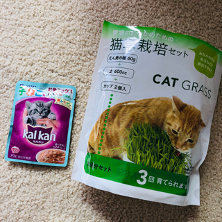 【無料】子猫エサ猫草