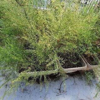 茗荷・アスパラガスの苗、観葉植物、差し上げます。