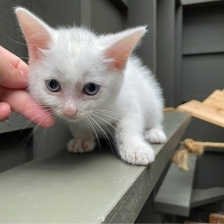 2ヶ月くらいの白猫ちゃん💕綺麗なブルーアイ❤️