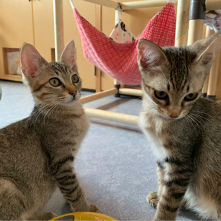 毎日が譲渡会！！可愛い成猫＆子猫が運命の出会いを待っています。 - 久留米市