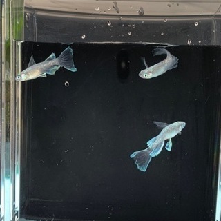 スポンジフィルター懐古堂80s 3個セット新品未使用メダカ金魚 タカ 足利のその他の中古あげます 譲ります ジモティーで不用品の処分