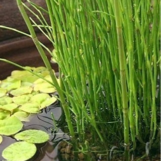 ミズトクサ1ポット　水草　水生植物