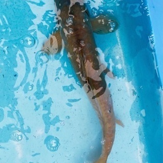 福岡県の中古錦鯉が無料 格安で買える ジモティー