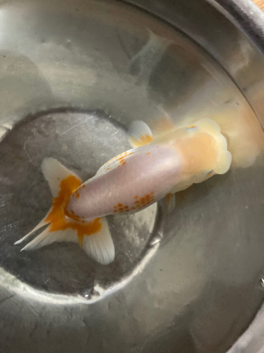 らんちゅう　当歳魚　3匹セットです。