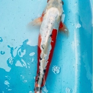 福岡県の中古錦鯉が無料 格安で買える ジモティー