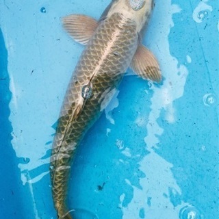 福岡県の中古錦鯉が無料 格安で買える ジモティー