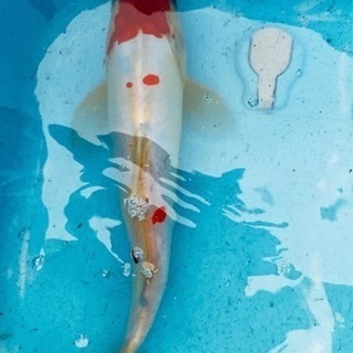 福岡県の中古錦鯉が無料 格安で買える ジモティー