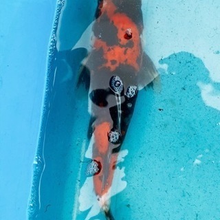 福岡県の中古錦鯉が無料 格安で買える ジモティー