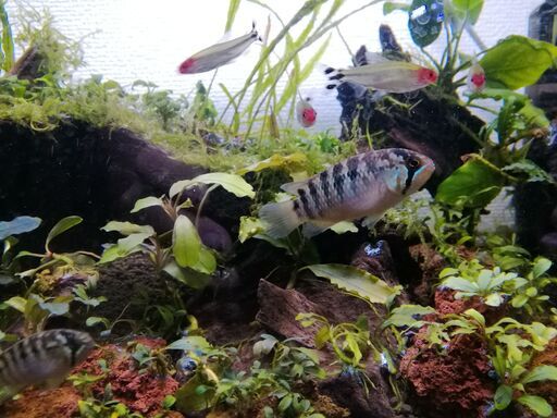 【アピスト】イバナカラ・アドケタ　熱帯魚