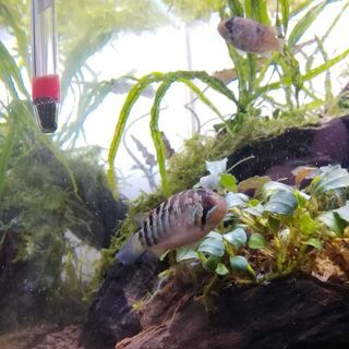 【アピスト】イバナカラ・アドケタ　熱帯魚