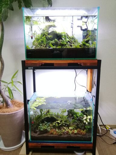 アピスト】イバナカラ・アドケタ 熱帯魚