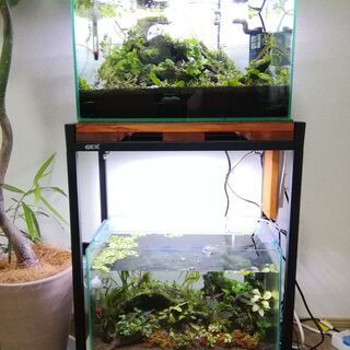 【アピスト】イバナカラ・アドケタ　熱帯魚