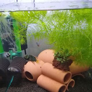 【アピスト】イバナカラ・アドケタ　熱帯魚