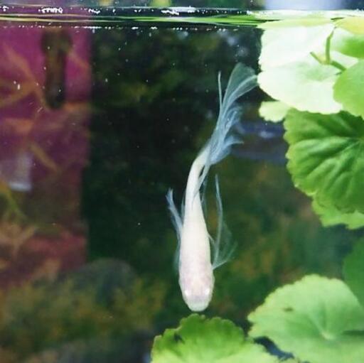 国産spmlxグッピー 稚魚 たか坊 十三のその他の中古あげます 譲ります ジモティーで不用品の処分