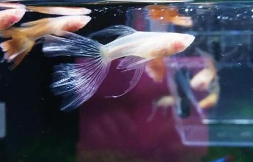 国産spmlxグッピー 稚魚 たか坊 十三のその他の中古あげます 譲ります ジモティーで不用品の処分