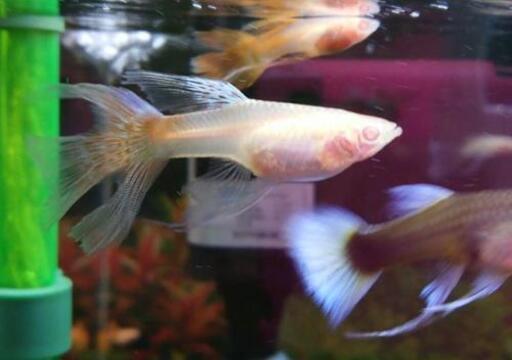 国産spmlxグッピー 稚魚 たか坊 十三のその他の中古あげます 譲ります ジモティーで不用品の処分