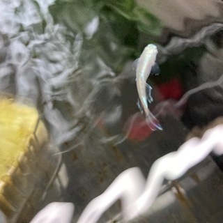 メダカ屋内飼育セット＋メダカ3種(計250匹ほど)