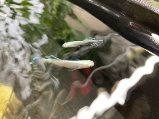 メダカ屋内飼育セット＋メダカ3種(計250匹ほど) 【公式通販】