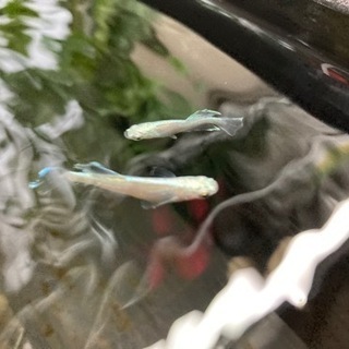 メダカ屋内飼育セット＋メダカ3種(計250匹ほど)