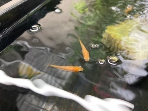 メダカ屋内飼育セット＋メダカ3種(計250匹ほど) 【公式通販】