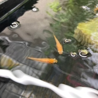 メダカ屋内飼育セット＋メダカ3種(計250匹ほど)