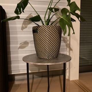 【ネット決済】観葉植物&サイドテーブル　