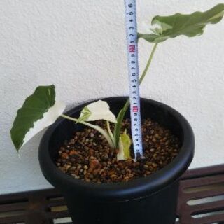 アロカシアオドラバリエガータ(クワズイモ斑入り)