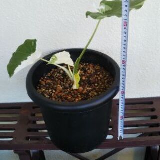 アロカシアオドラバリエガータ(クワズイモ斑入り)