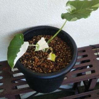 アロカシアオドラバリエガータ(クワズイモ斑入り)