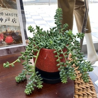 【ネット決済】セダム　観葉植物